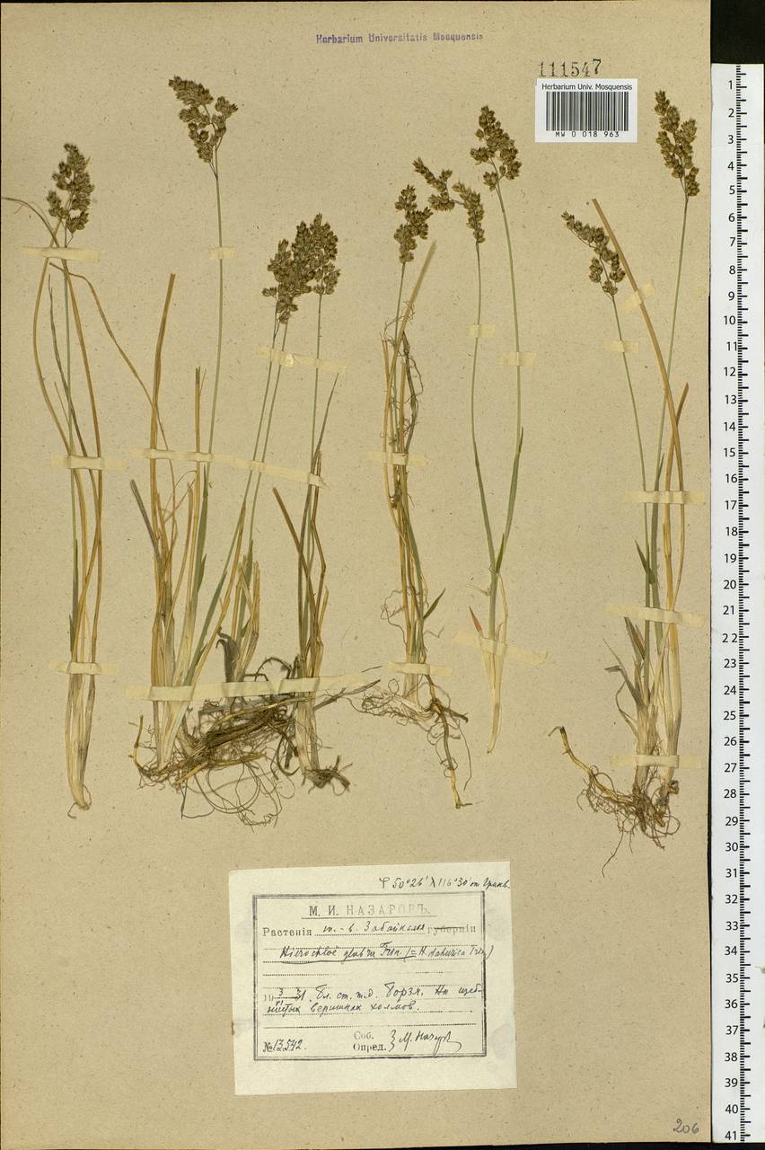 Anthoxanthum glabrum (Trin.) Veldkamp, Siberia, Baikal & Transbaikal region (S4) (Russia)