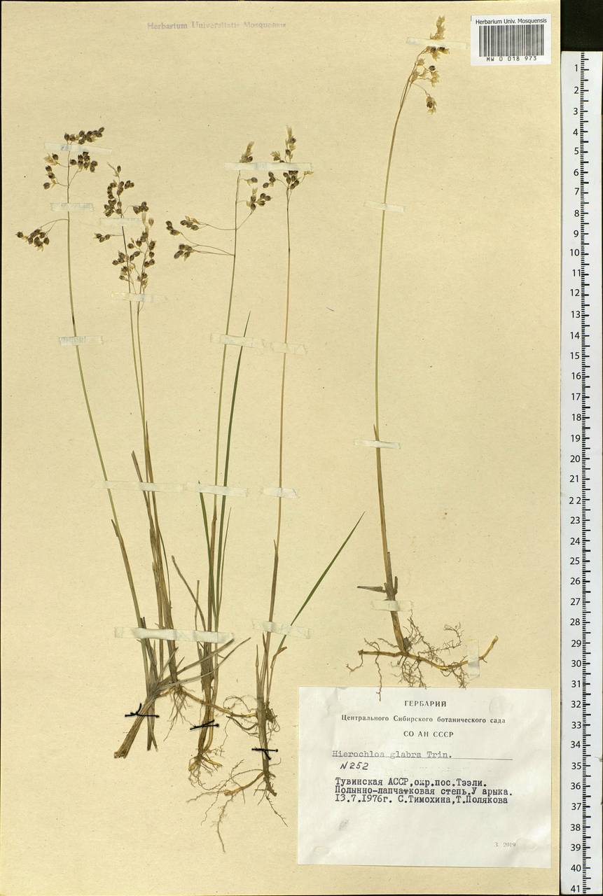 Anthoxanthum glabrum (Trin.) Veldkamp, Siberia, Altai & Sayany Mountains (S2) (Russia)