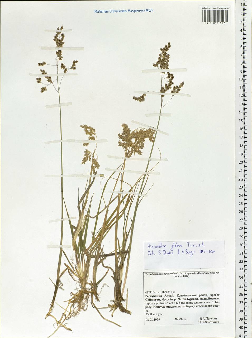 Anthoxanthum glabrum (Trin.) Veldkamp, Siberia, Altai & Sayany Mountains (S2) (Russia)