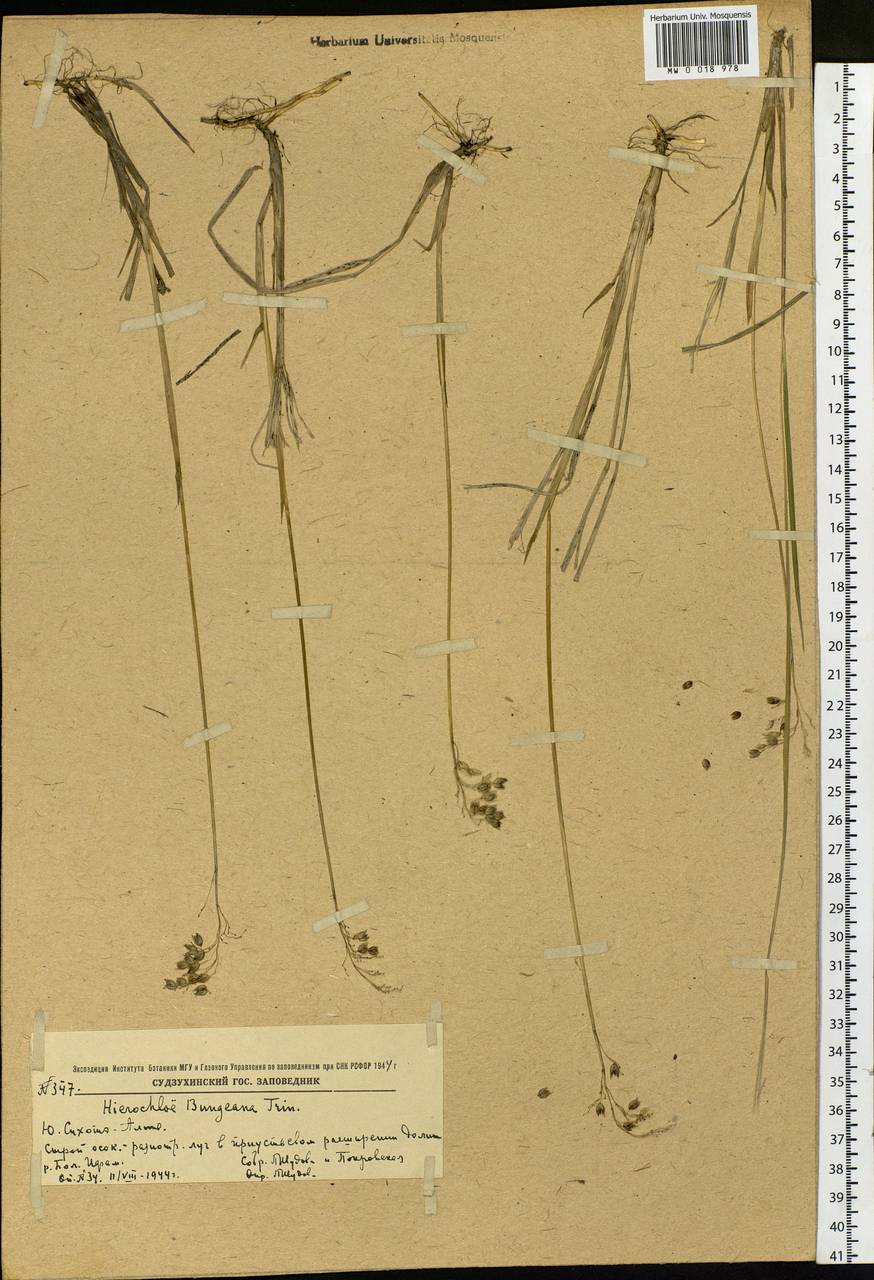 Anthoxanthum glabrum (Trin.) Veldkamp, Siberia, Russian Far East (S6) (Russia)