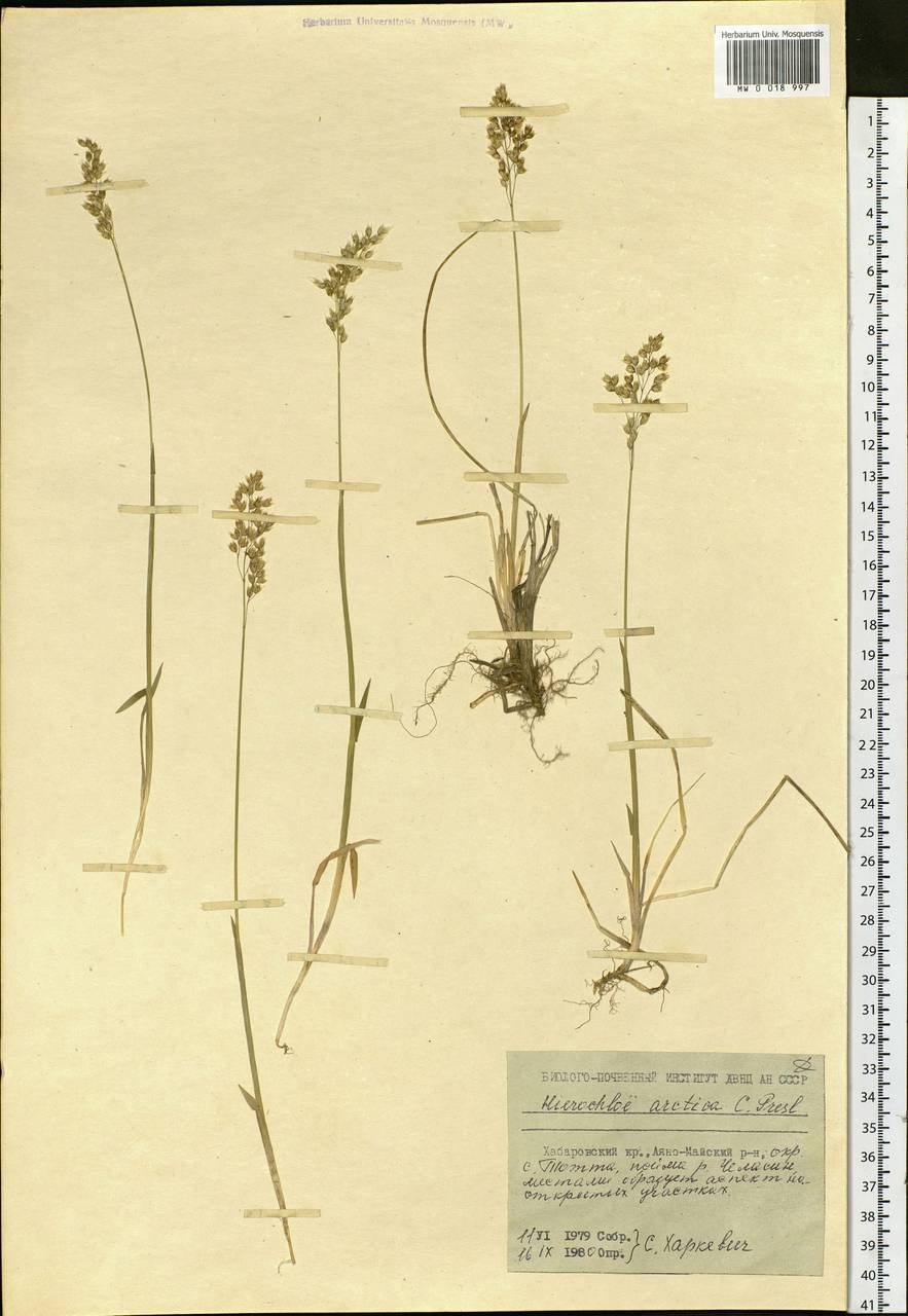 Anthoxanthum nitens (Weber) Y.Schouten & Veldkamp, Siberia, Russian Far East (S6) (Russia)