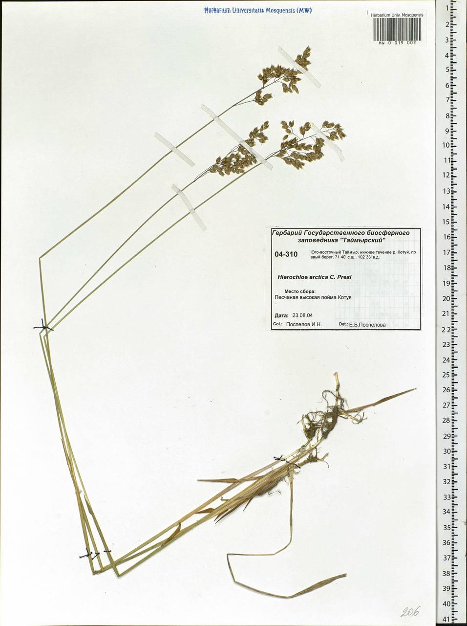 Anthoxanthum nitens (Weber) Y.Schouten & Veldkamp, Siberia, Central Siberia (S3) (Russia)