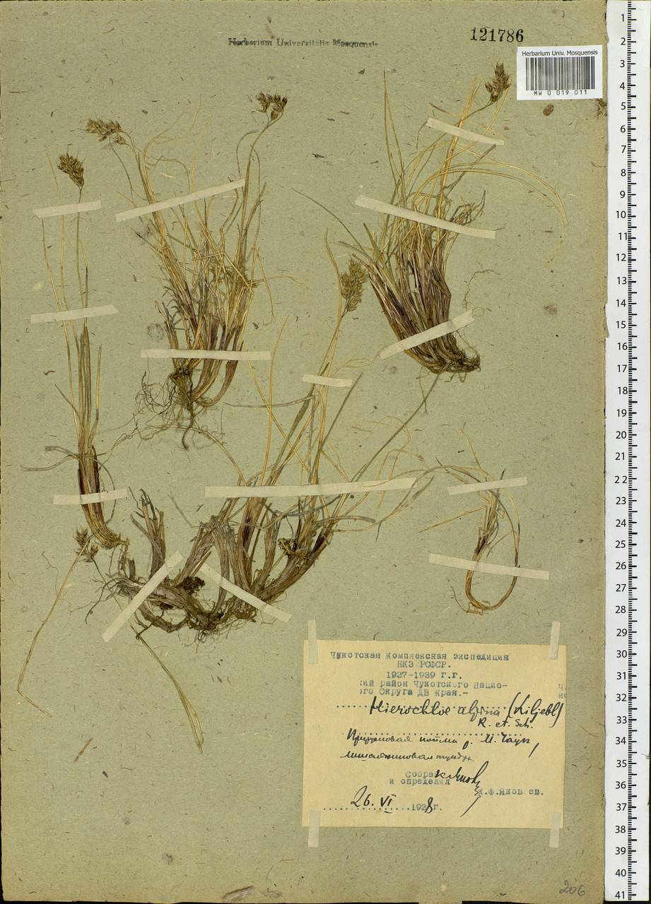 Anthoxanthum monticola (Bigelow) Veldkamp, Siberia, Chukotka & Kamchatka (S7) (Russia)