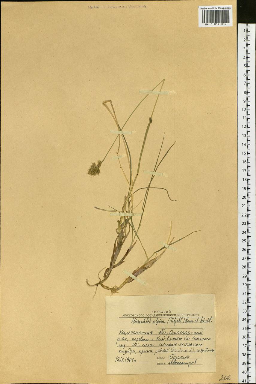 Anthoxanthum monticola (Bigelow) Veldkamp, Siberia, Chukotka & Kamchatka (S7) (Russia)