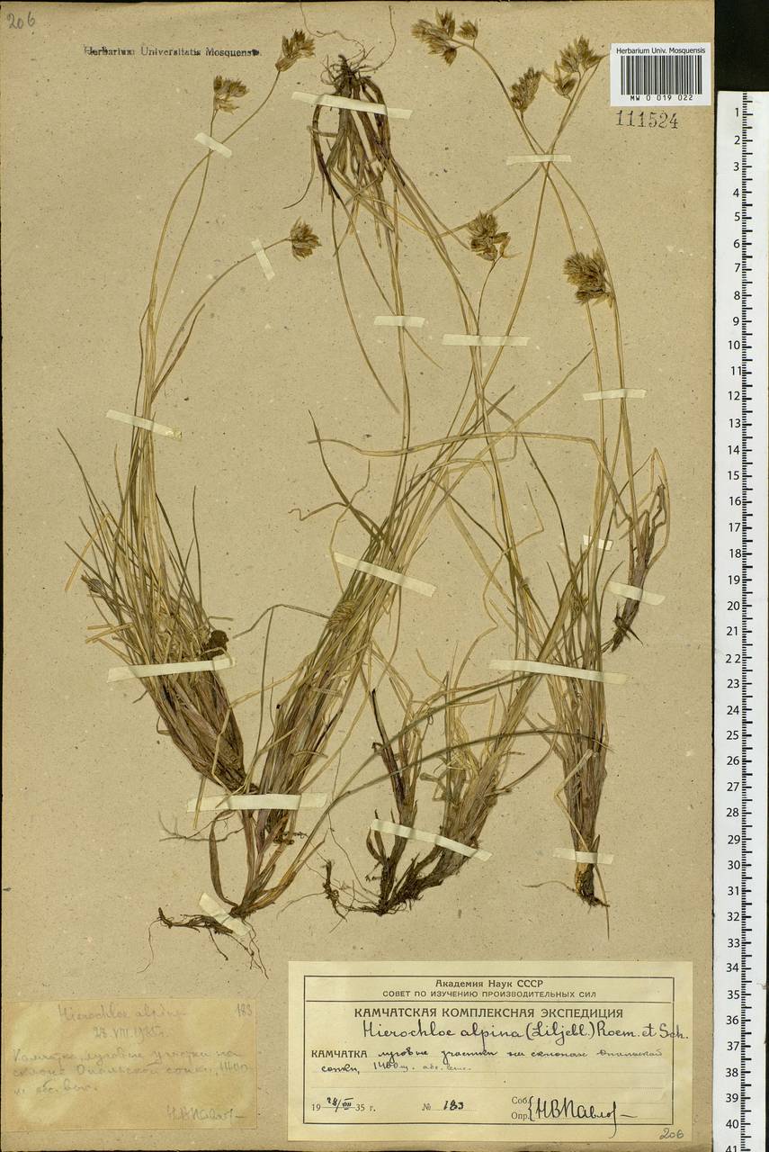 Anthoxanthum monticola (Bigelow) Veldkamp, Siberia, Chukotka & Kamchatka (S7) (Russia)