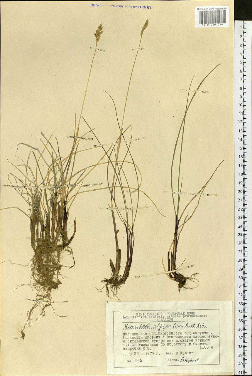 Anthoxanthum monticola (Bigelow) Veldkamp, Siberia, Chukotka & Kamchatka (S7) (Russia)