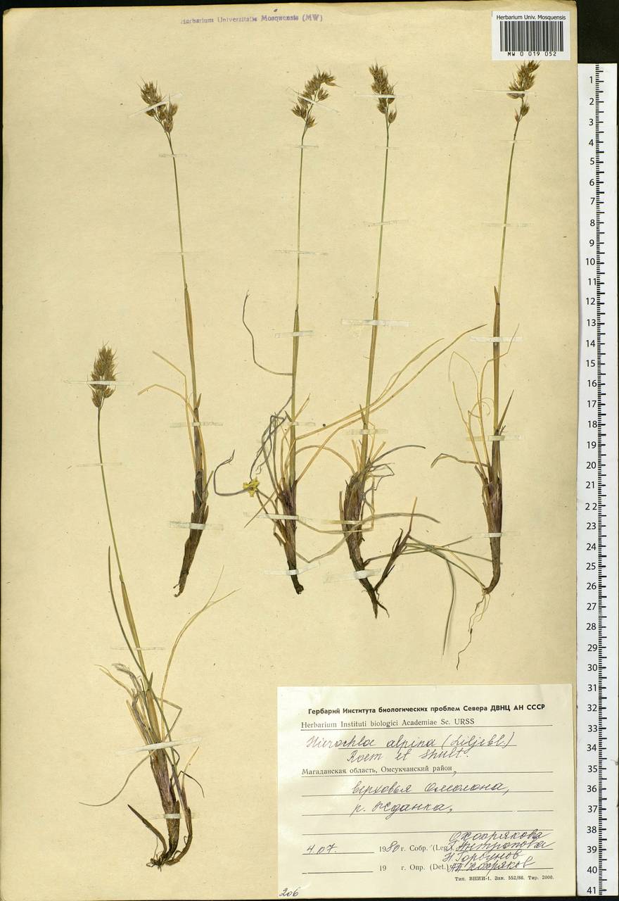 Anthoxanthum monticola (Bigelow) Veldkamp, Siberia, Chukotka & Kamchatka (S7) (Russia)