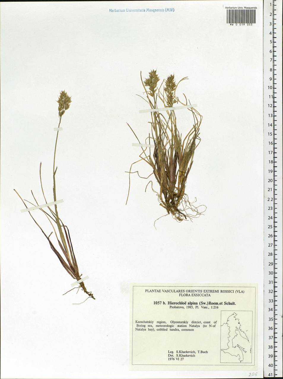 Anthoxanthum monticola (Bigelow) Veldkamp, Siberia, Chukotka & Kamchatka (S7) (Russia)
