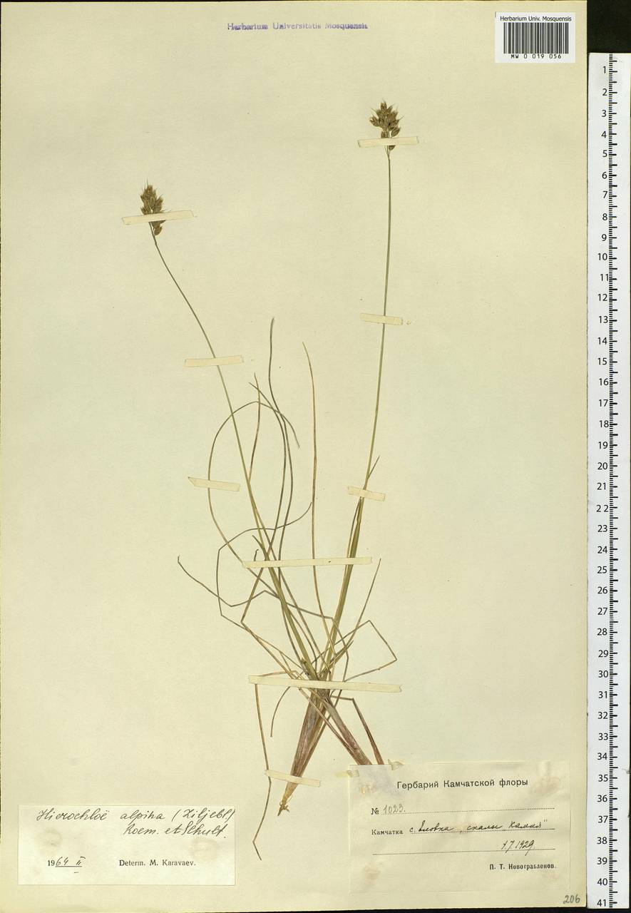 Anthoxanthum monticola (Bigelow) Veldkamp, Siberia, Chukotka & Kamchatka (S7) (Russia)