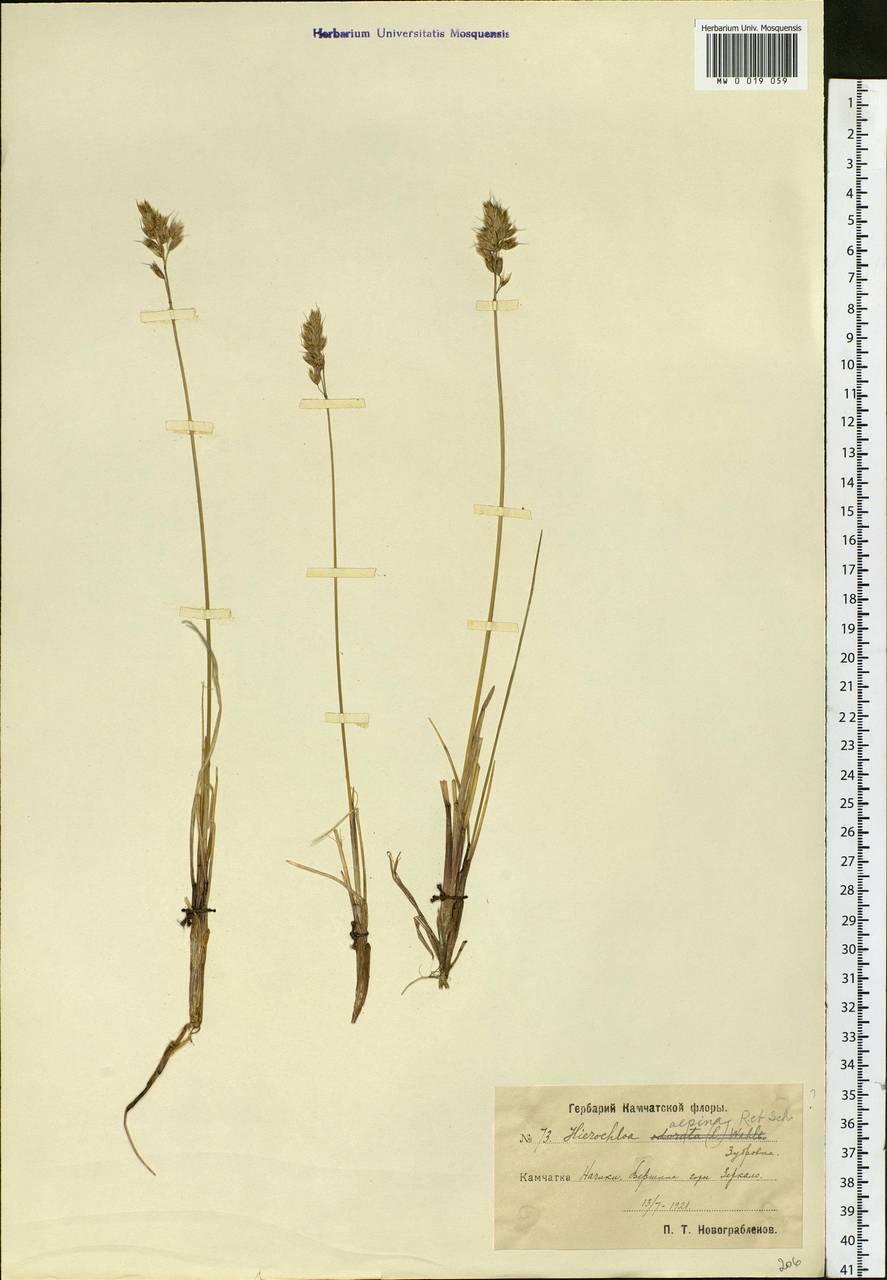 Anthoxanthum monticola (Bigelow) Veldkamp, Siberia, Chukotka & Kamchatka (S7) (Russia)