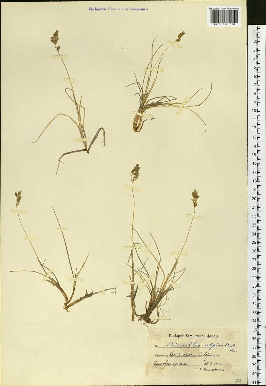 Anthoxanthum monticola (Bigelow) Veldkamp, Siberia, Chukotka & Kamchatka (S7) (Russia)