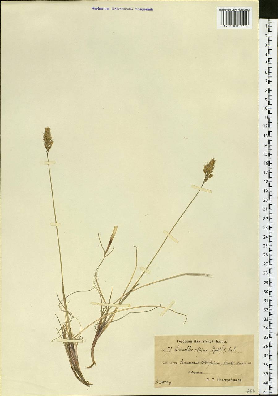Anthoxanthum monticola (Bigelow) Veldkamp, Siberia, Chukotka & Kamchatka (S7) (Russia)
