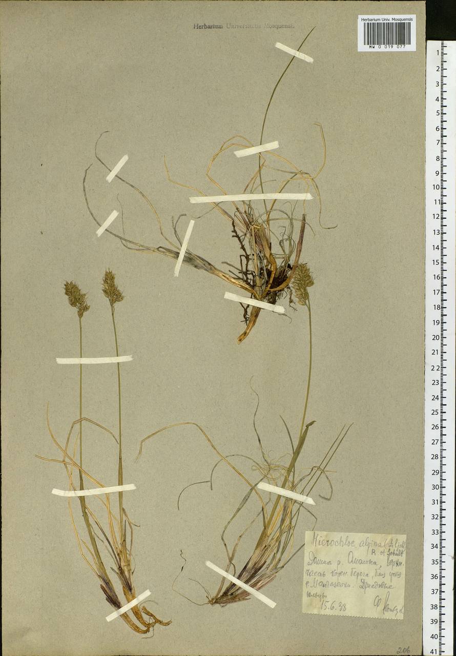 Anthoxanthum monticola (Bigelow) Veldkamp, Siberia, Chukotka & Kamchatka (S7) (Russia)