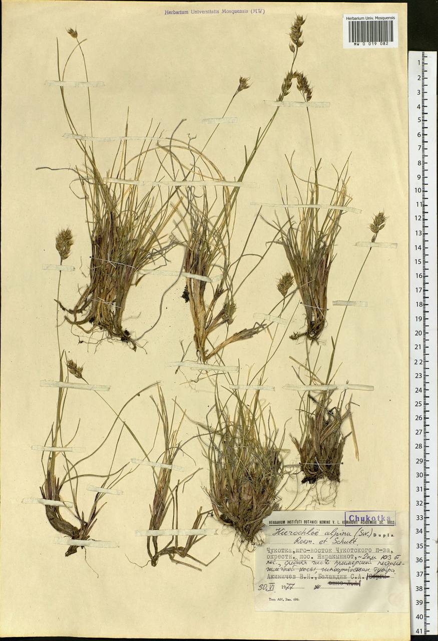 Anthoxanthum monticola (Bigelow) Veldkamp, Siberia, Chukotka & Kamchatka (S7) (Russia)