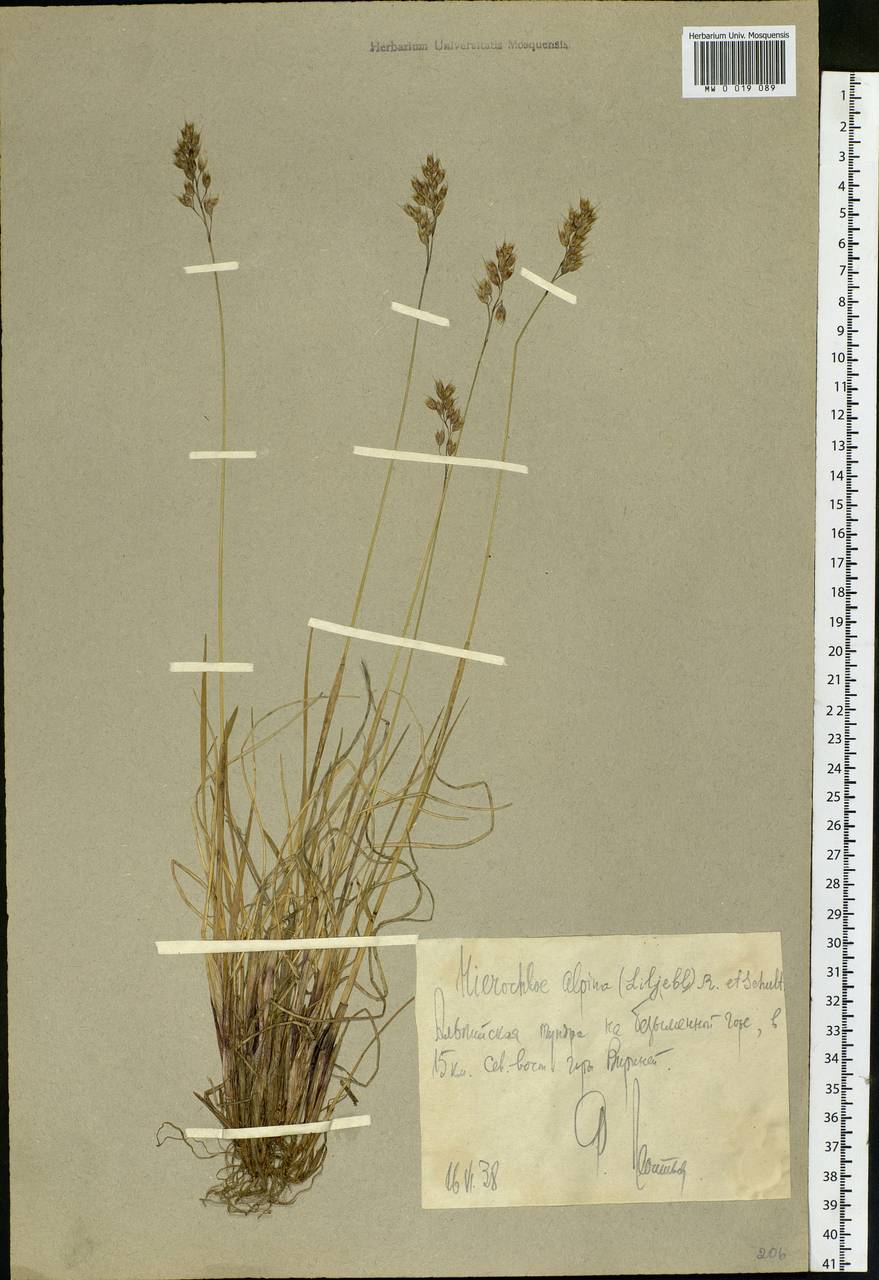 Anthoxanthum monticola (Bigelow) Veldkamp, Siberia, Chukotka & Kamchatka (S7) (Russia)
