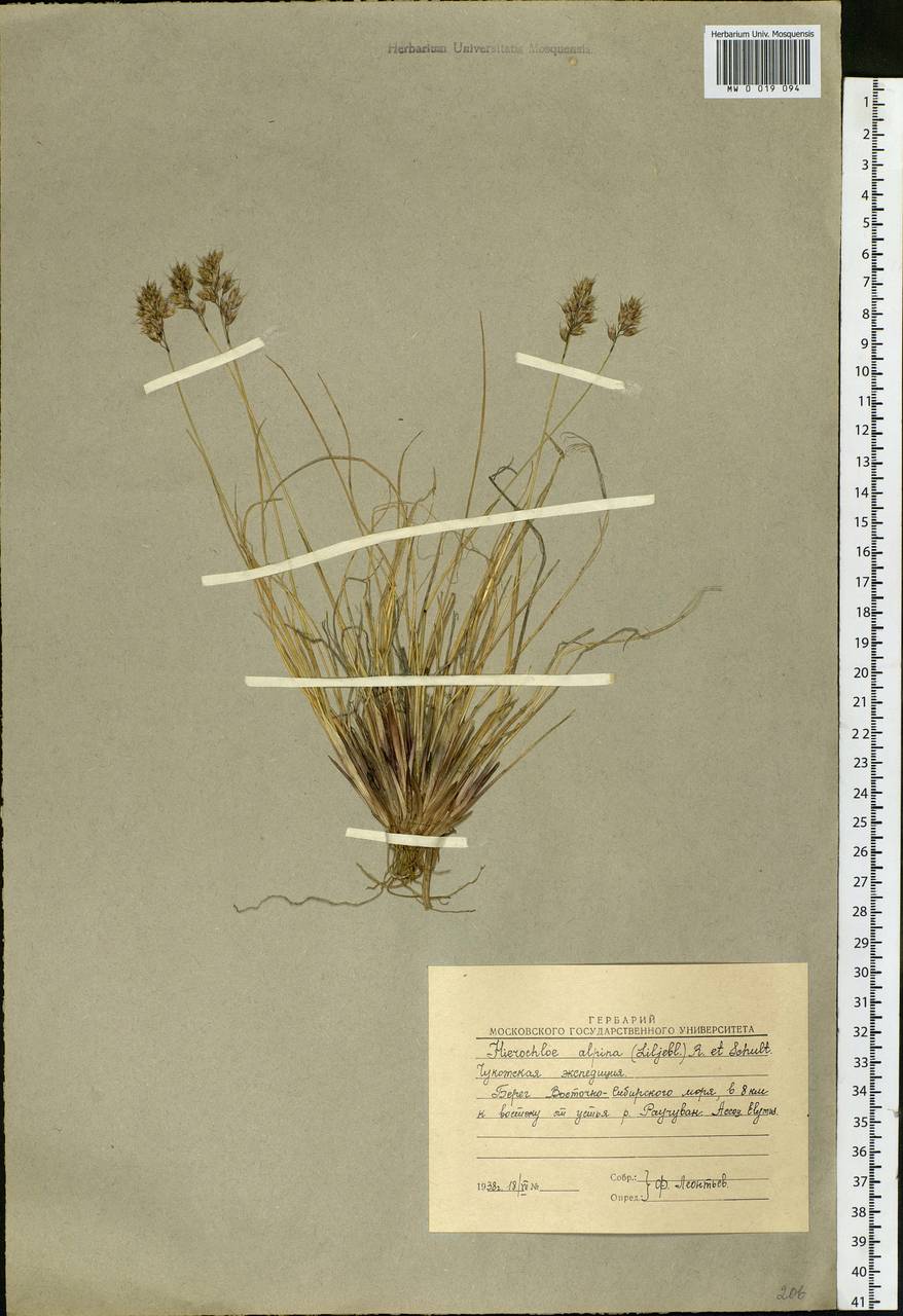 Anthoxanthum monticola (Bigelow) Veldkamp, Siberia, Chukotka & Kamchatka (S7) (Russia)