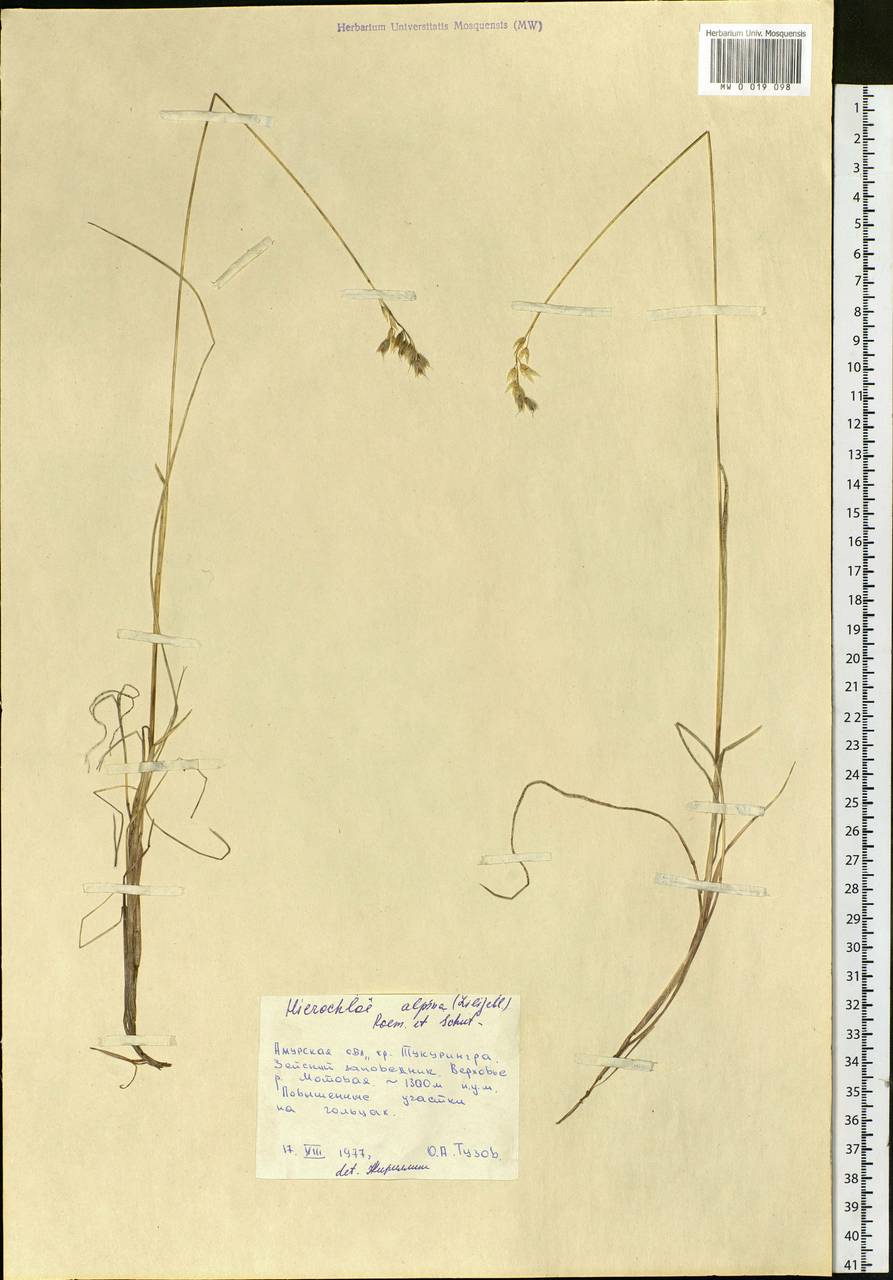 Anthoxanthum monticola (Bigelow) Veldkamp, Siberia, Russian Far East (S6) (Russia)