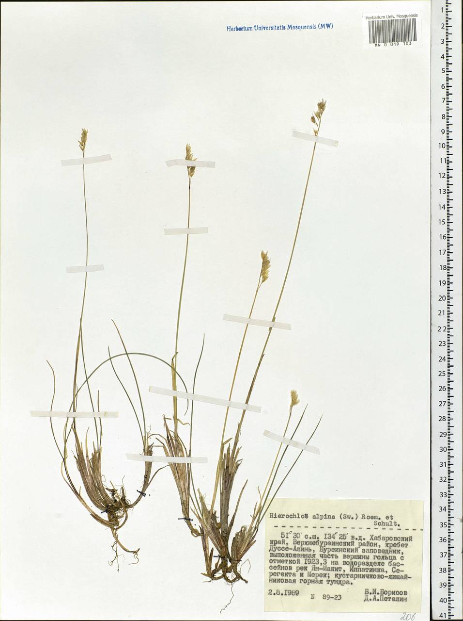 Anthoxanthum monticola (Bigelow) Veldkamp, Siberia, Russian Far East (S6) (Russia)