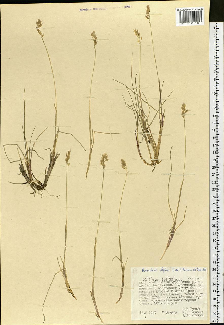 Anthoxanthum monticola (Bigelow) Veldkamp, Siberia, Russian Far East (S6) (Russia)