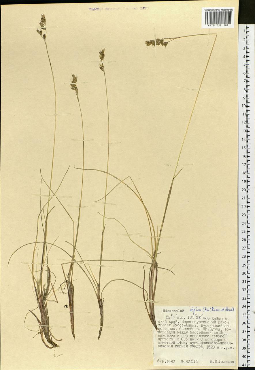 Anthoxanthum monticola (Bigelow) Veldkamp, Siberia, Russian Far East (S6) (Russia)