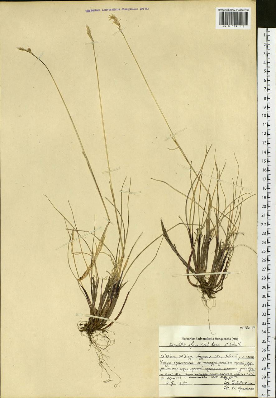 Anthoxanthum monticola (Bigelow) Veldkamp, Siberia, Russian Far East (S6) (Russia)