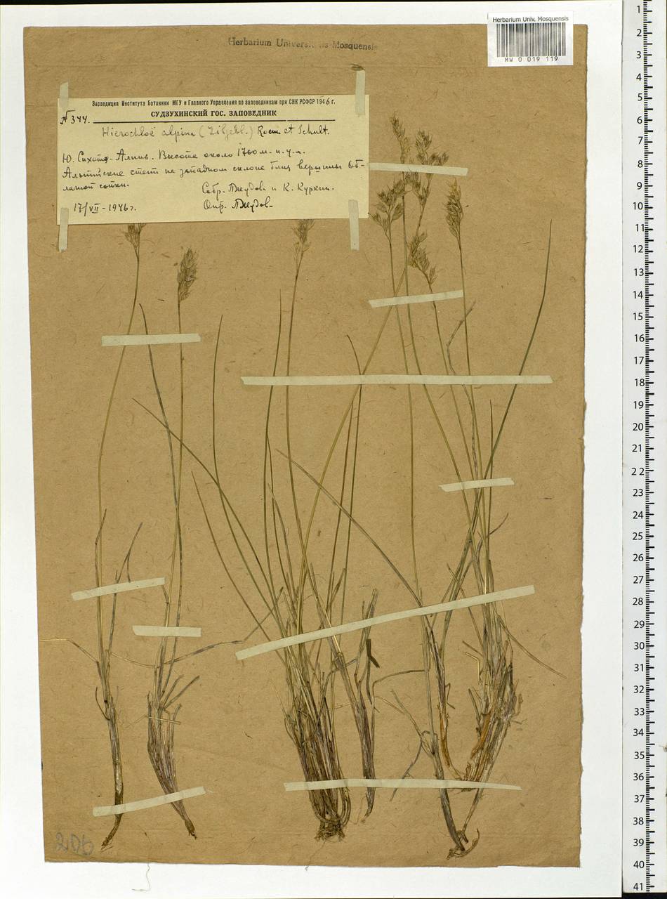 Anthoxanthum monticola (Bigelow) Veldkamp, Siberia, Russian Far East (S6) (Russia)