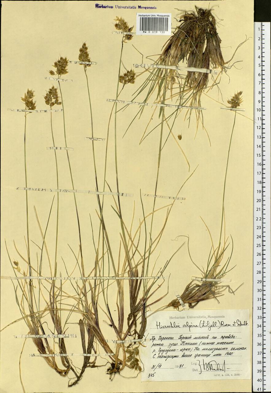 Anthoxanthum monticola (Bigelow) Veldkamp, Siberia, Yakutia (S5) (Russia)