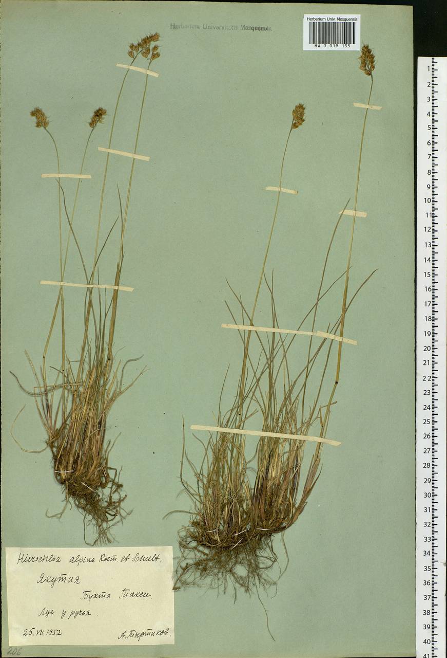 Anthoxanthum monticola (Bigelow) Veldkamp, Siberia, Yakutia (S5) (Russia)
