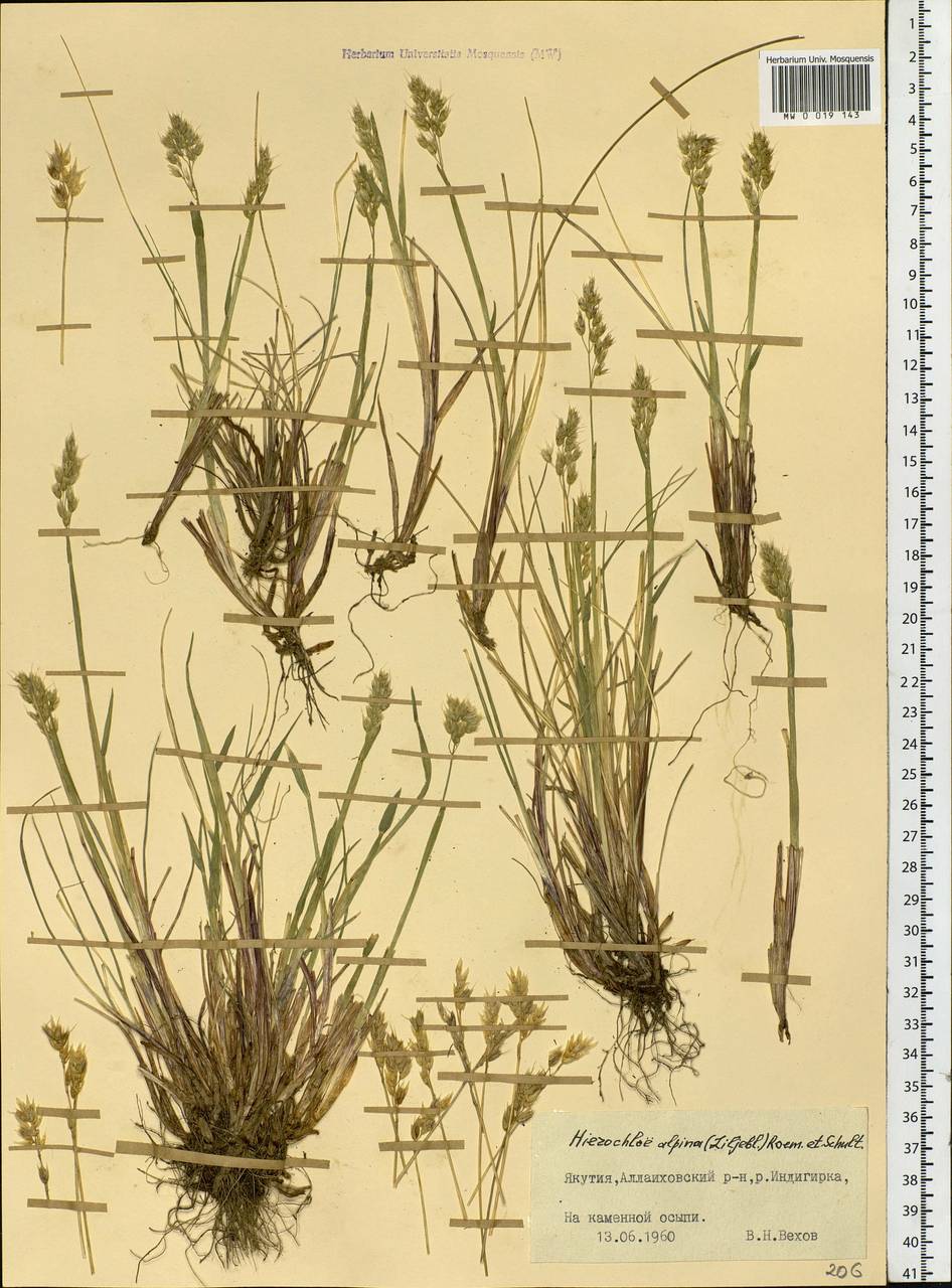Anthoxanthum monticola (Bigelow) Veldkamp, Siberia, Yakutia (S5) (Russia)