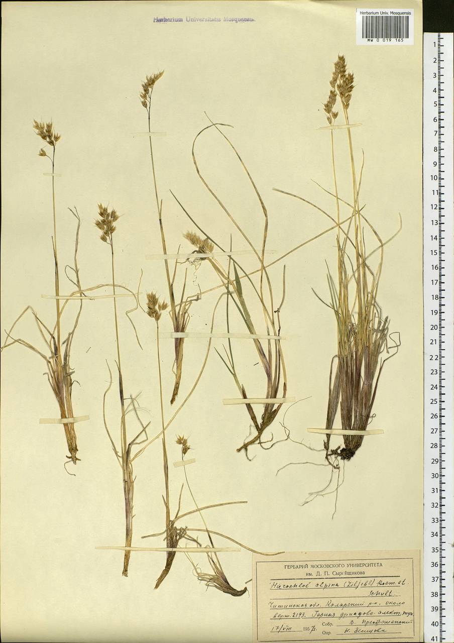 Anthoxanthum monticola (Bigelow) Veldkamp, Siberia, Baikal & Transbaikal region (S4) (Russia)