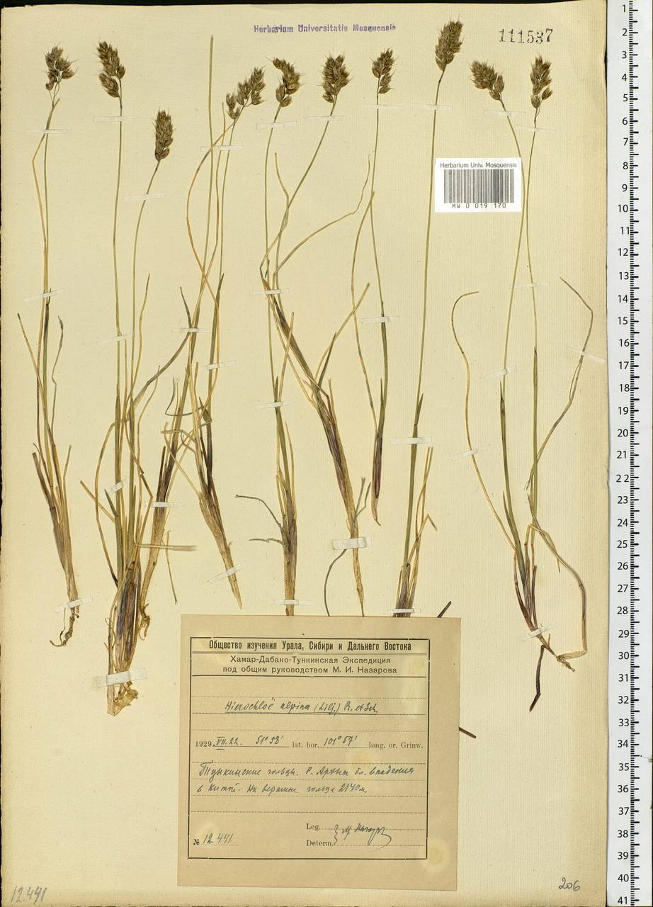 Anthoxanthum monticola (Bigelow) Veldkamp, Siberia, Baikal & Transbaikal region (S4) (Russia)