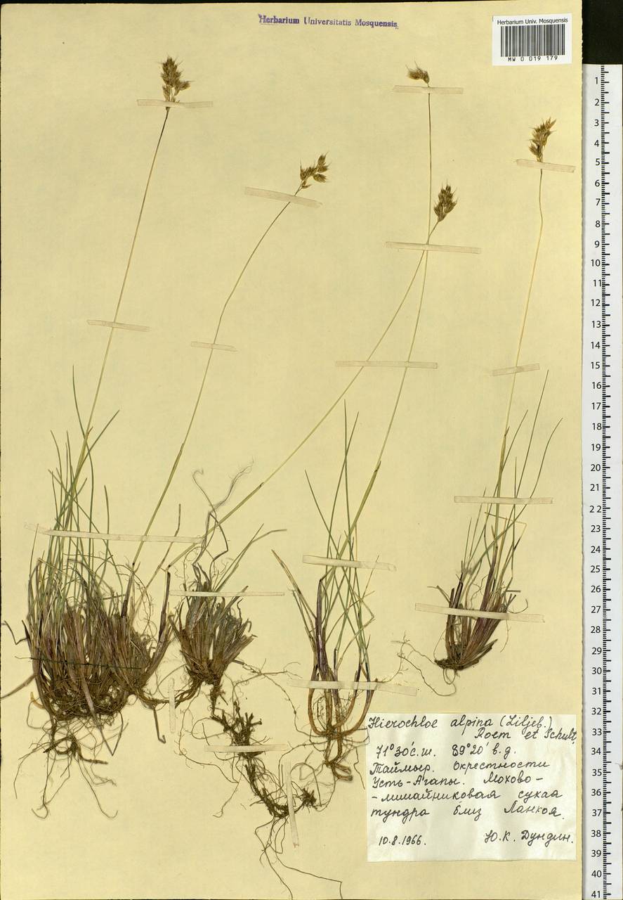 Anthoxanthum monticola (Bigelow) Veldkamp, Siberia, Central Siberia (S3) (Russia)