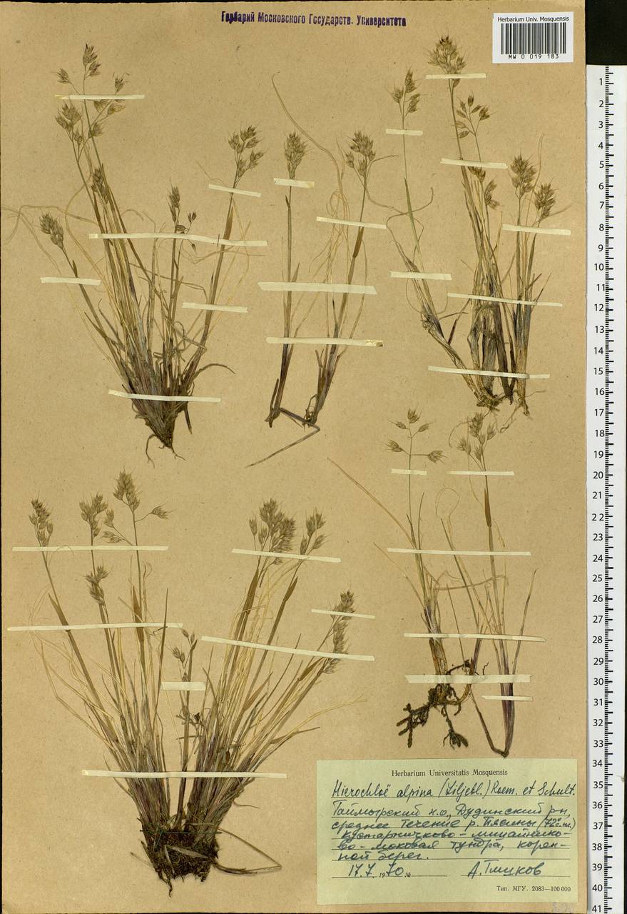 Anthoxanthum monticola (Bigelow) Veldkamp, Siberia, Central Siberia (S3) (Russia)