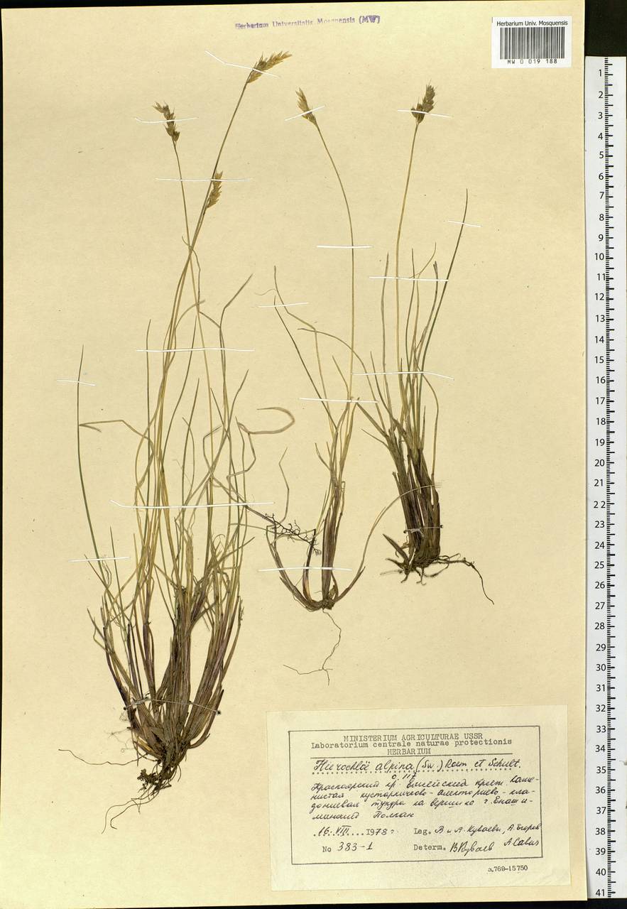 Anthoxanthum monticola (Bigelow) Veldkamp, Siberia, Central Siberia (S3) (Russia)