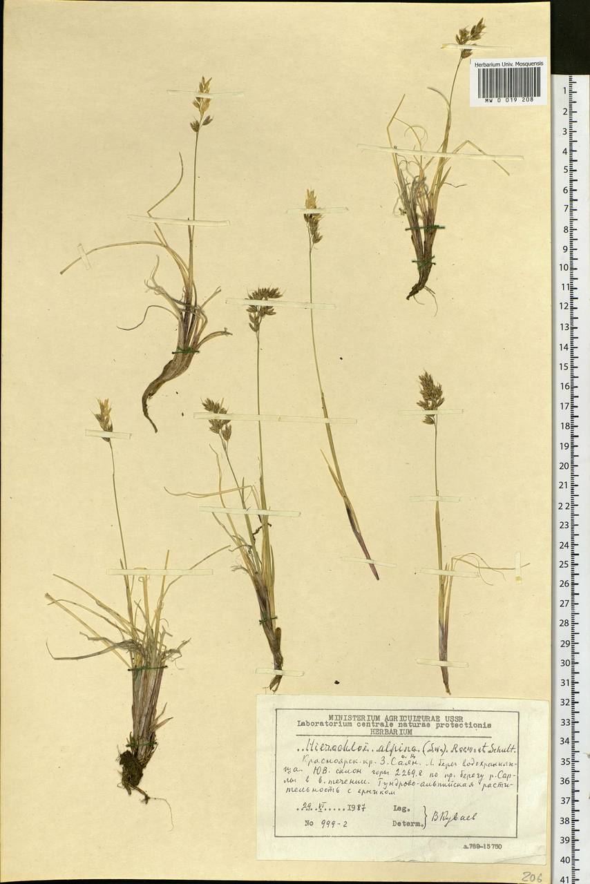 Anthoxanthum monticola (Bigelow) Veldkamp, Siberia, Altai & Sayany Mountains (S2) (Russia)
