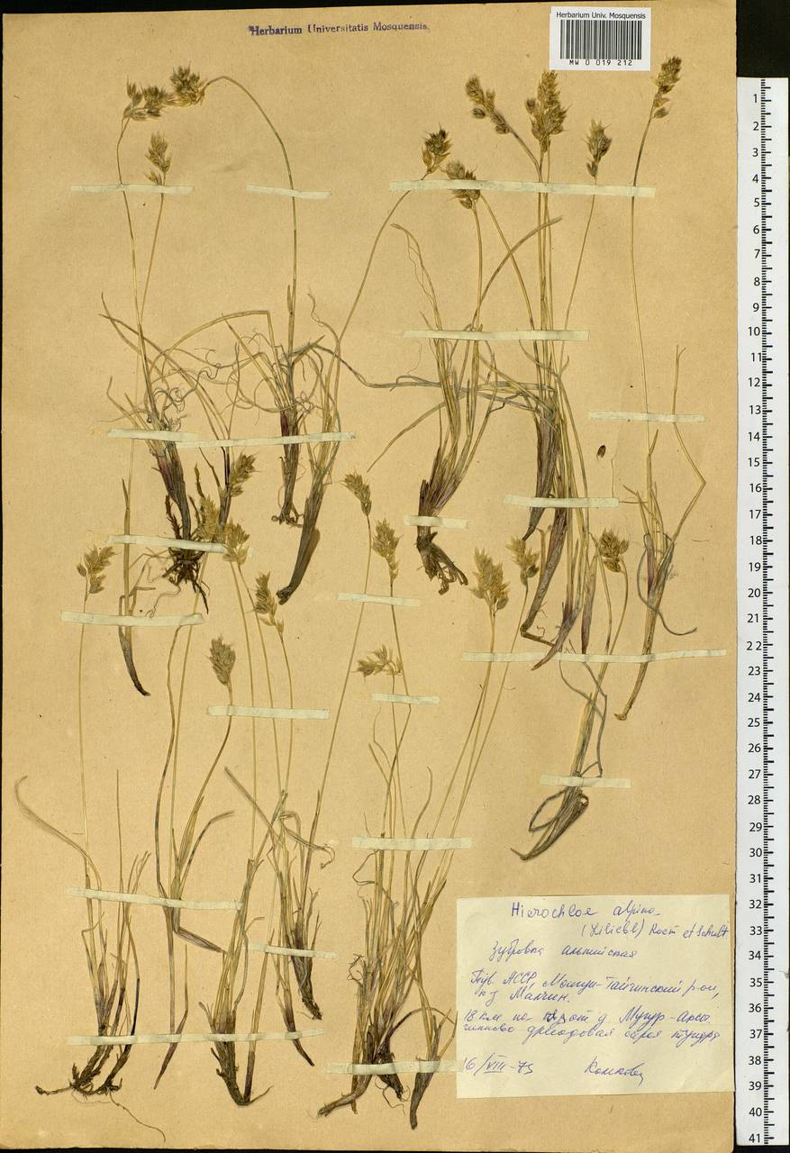 Anthoxanthum monticola (Bigelow) Veldkamp, Siberia, Altai & Sayany Mountains (S2) (Russia)
