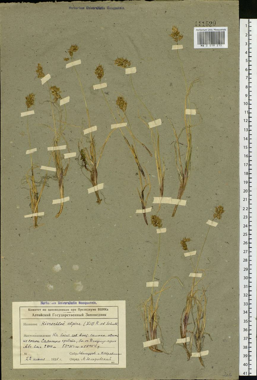 Anthoxanthum monticola (Bigelow) Veldkamp, Siberia, Altai & Sayany Mountains (S2) (Russia)