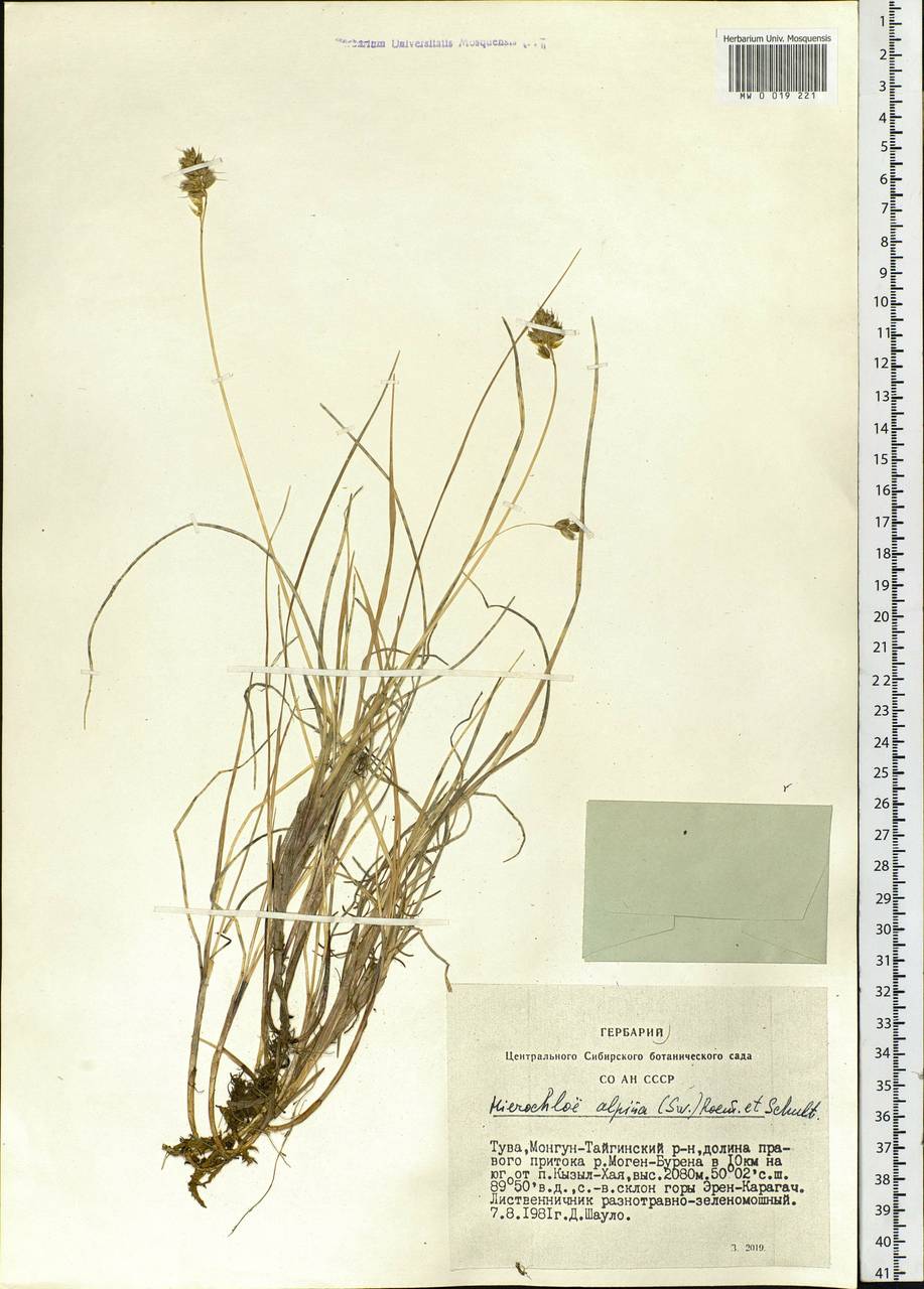 Anthoxanthum monticola (Bigelow) Veldkamp, Siberia, Altai & Sayany Mountains (S2) (Russia)