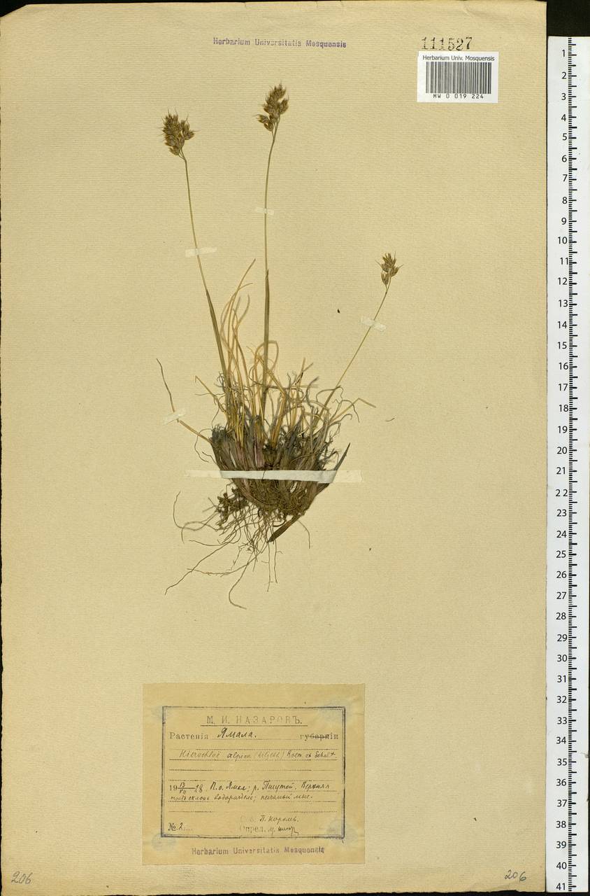 Anthoxanthum monticola (Bigelow) Veldkamp, Siberia, Western Siberia (S1) (Russia)