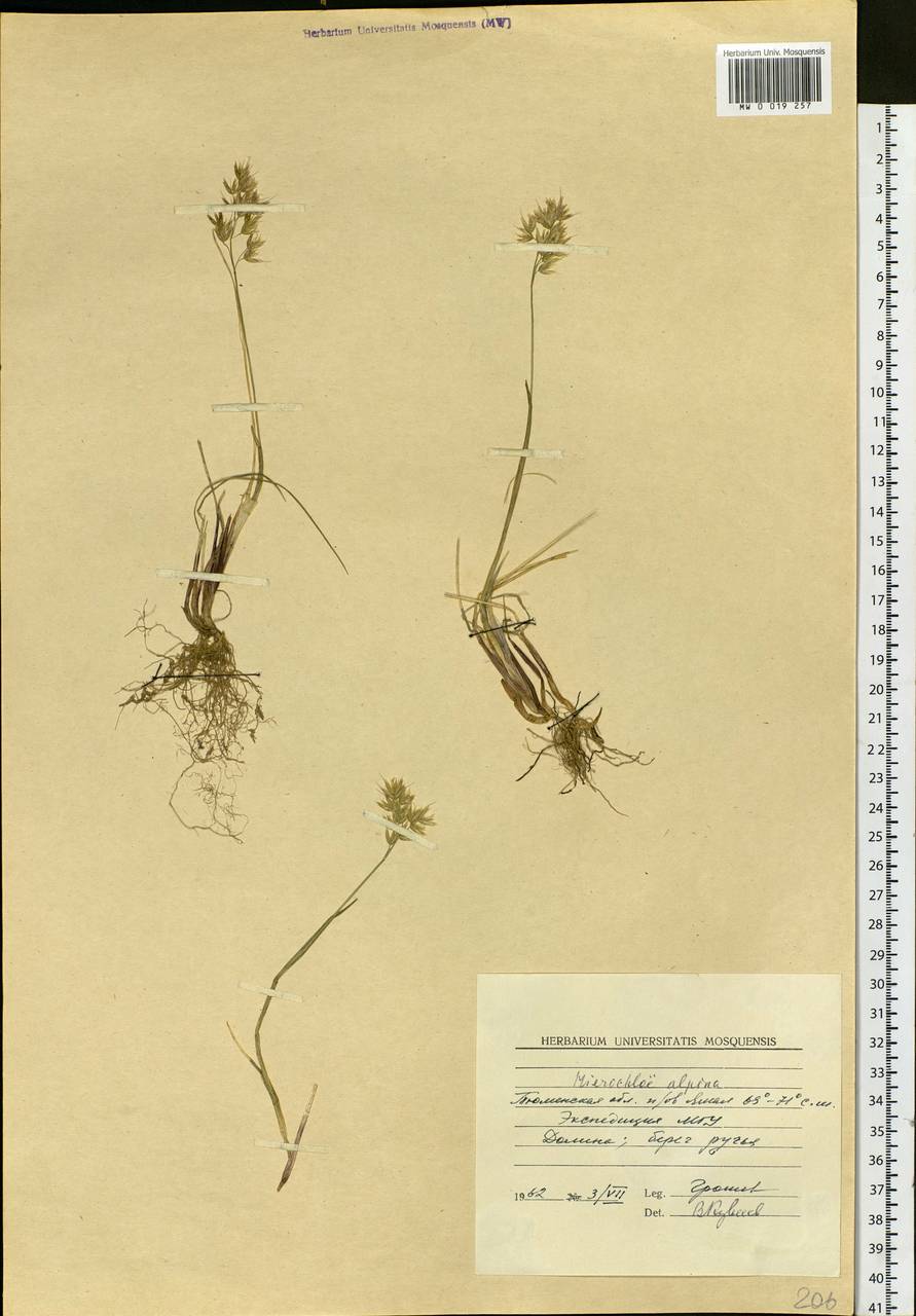 Anthoxanthum monticola (Bigelow) Veldkamp, Siberia, Western Siberia (S1) (Russia)