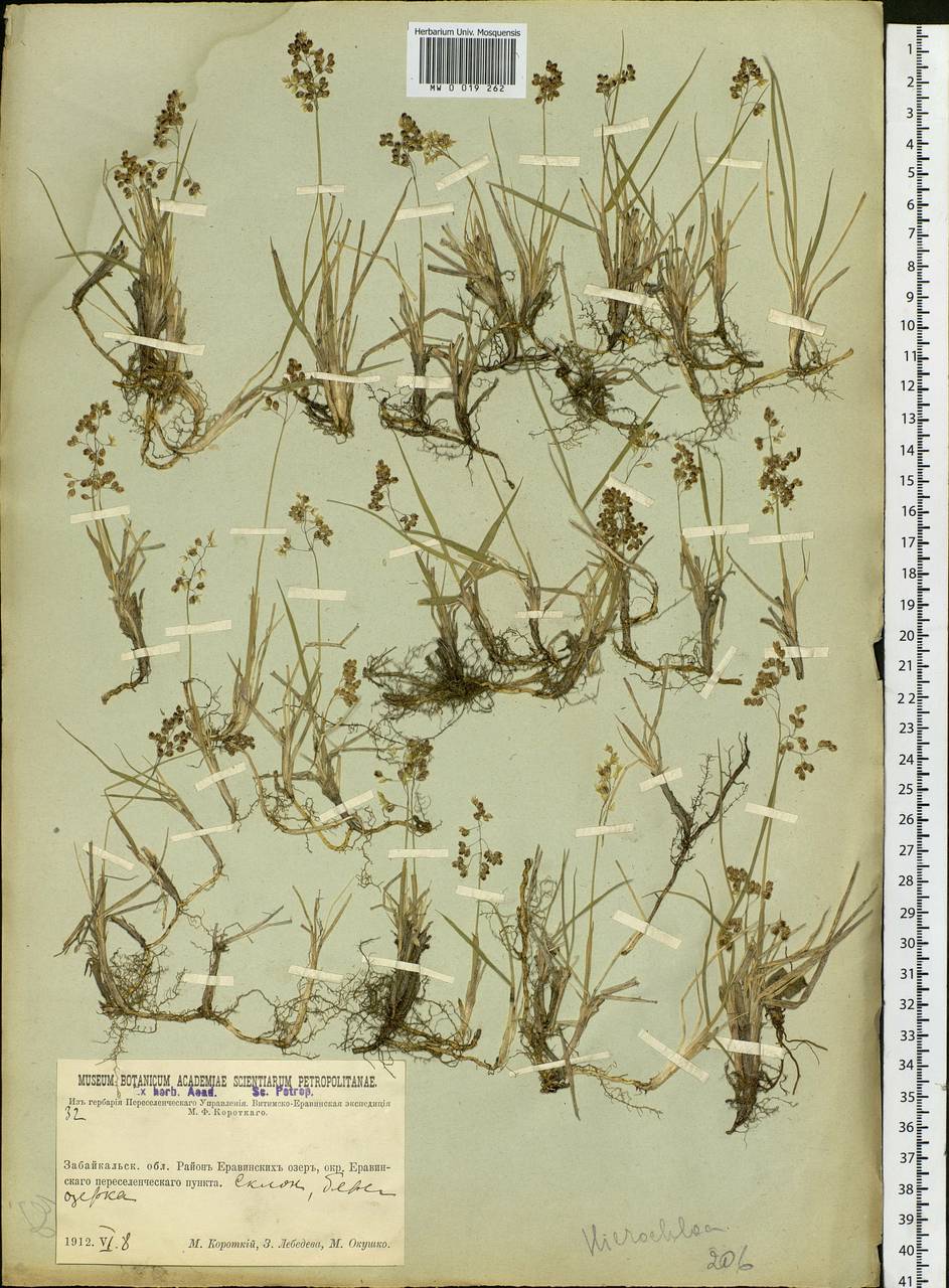 Anthoxanthum, Siberia, Baikal & Transbaikal region (S4) (Russia)