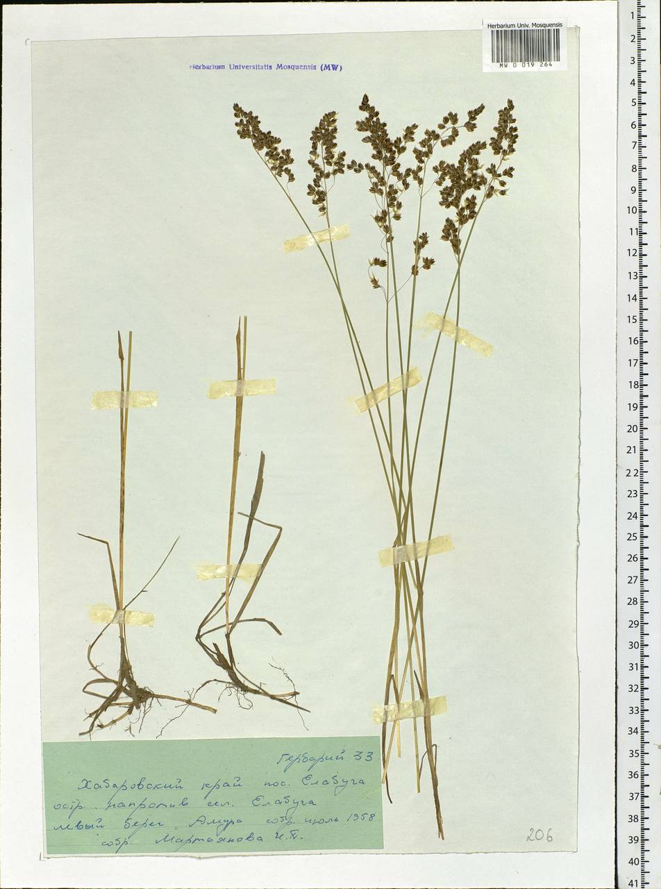 Anthoxanthum, Siberia, Russian Far East (S6) (Russia)