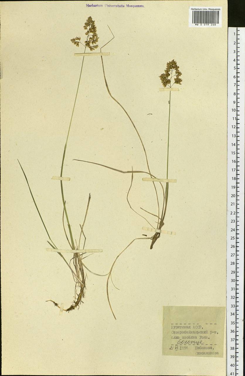 Anthoxanthum, Siberia, Baikal & Transbaikal region (S4) (Russia)