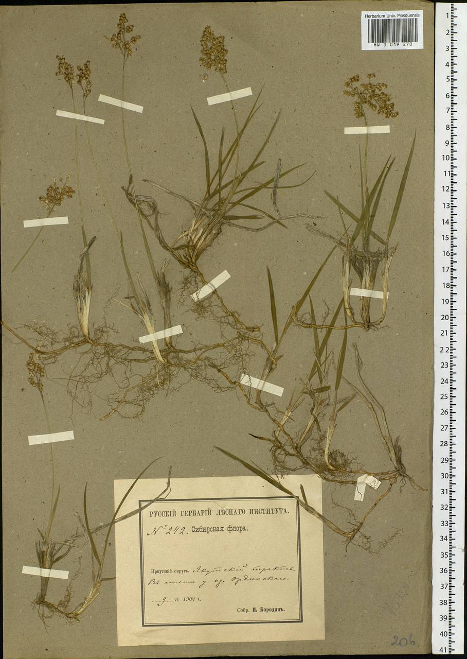Anthoxanthum, Siberia, Baikal & Transbaikal region (S4) (Russia)