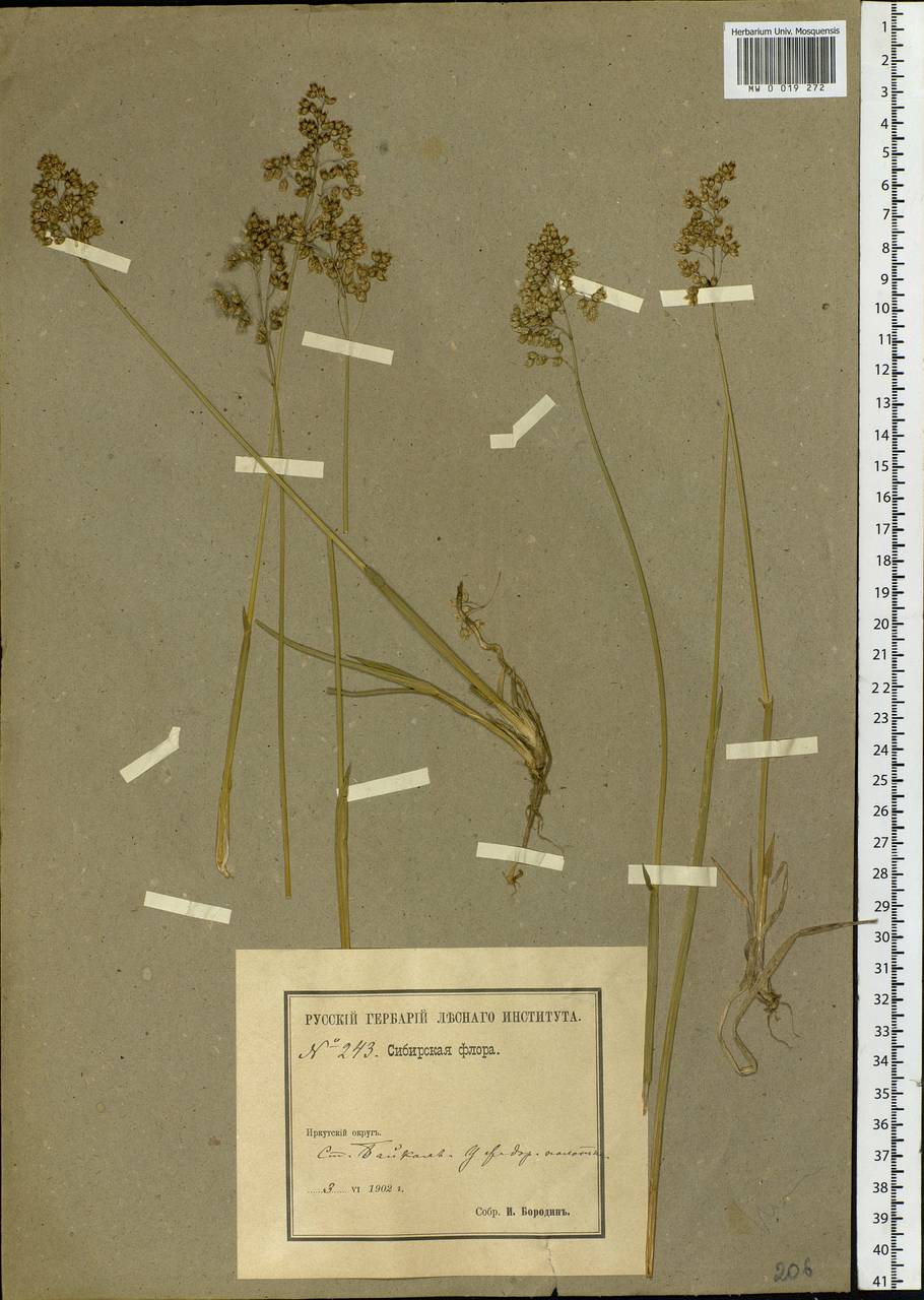 Anthoxanthum, Siberia, Baikal & Transbaikal region (S4) (Russia)