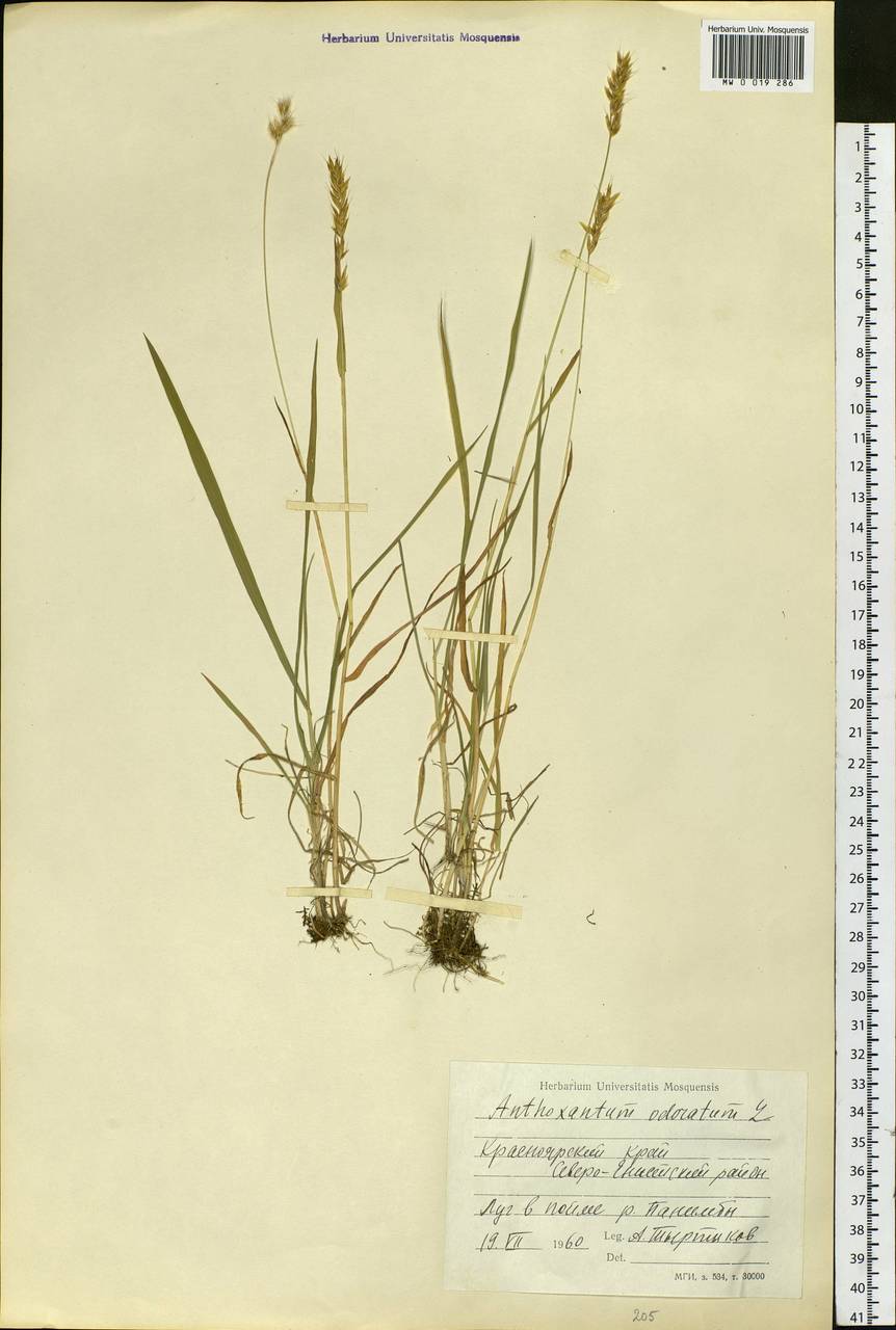 Anthoxanthum odoratum L., Siberia, Central Siberia (S3) (Russia)