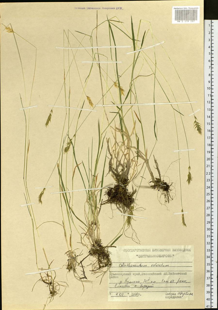 Anthoxanthum odoratum L., Siberia, Central Siberia (S3) (Russia)