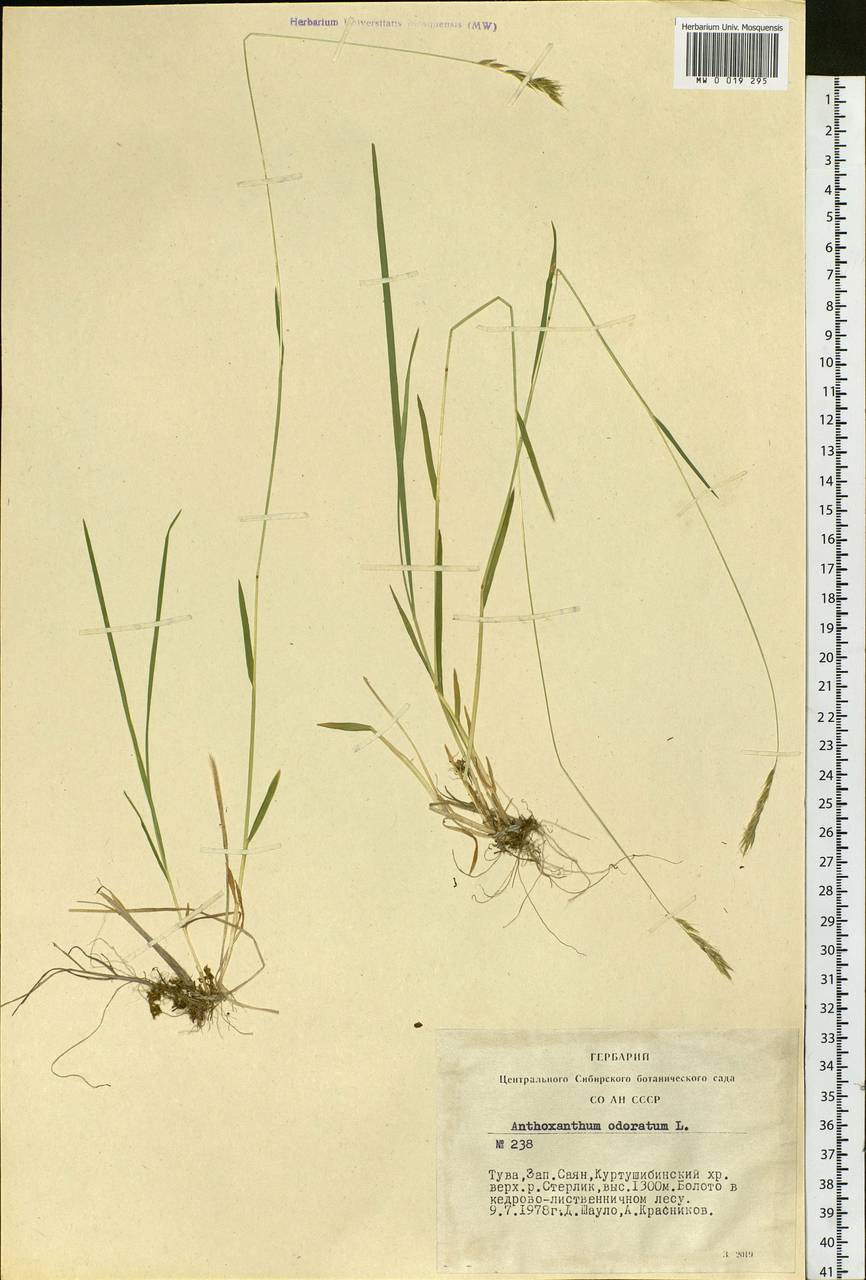 Anthoxanthum odoratum L., Siberia, Altai & Sayany Mountains (S2) (Russia)