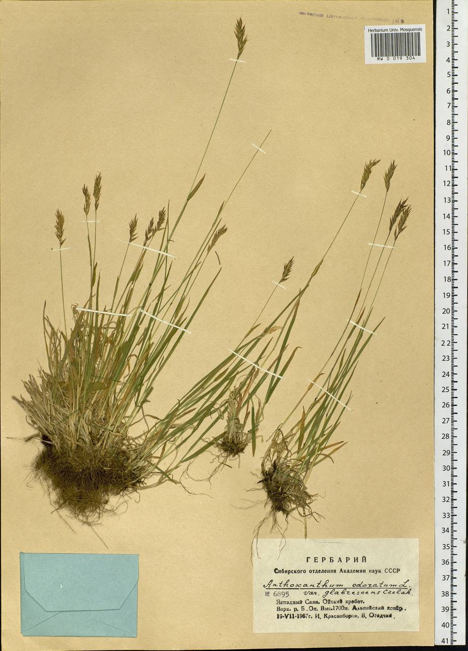Anthoxanthum odoratum L., Siberia, Altai & Sayany Mountains (S2) (Russia)