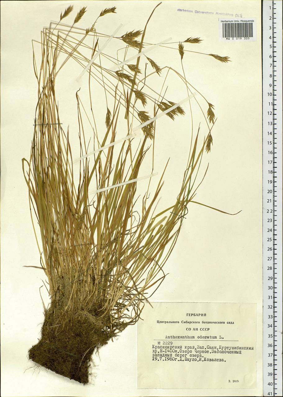 Anthoxanthum odoratum L., Siberia, Altai & Sayany Mountains (S2) (Russia)